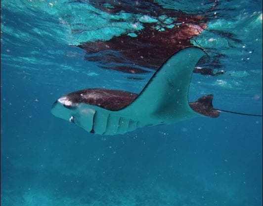 Snorkeling with Manta Rays – Close Encounters in the Maldives