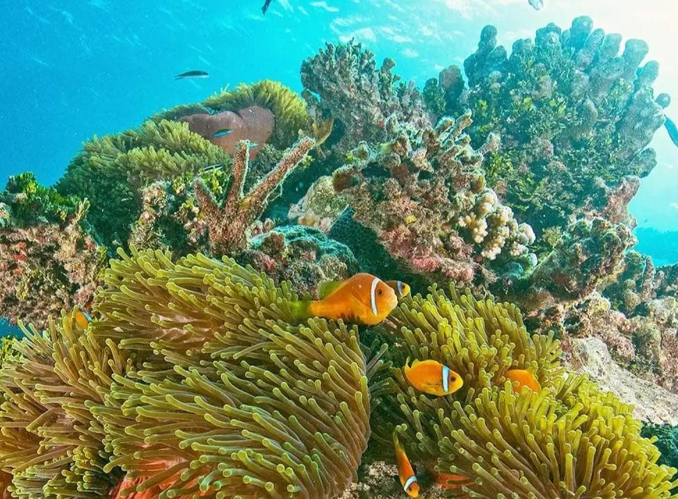 2 Point Snorkeling Adventure in the Maldives