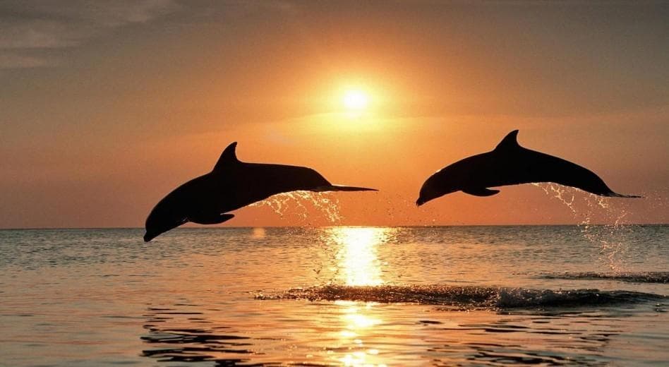 Hulhumale: 3 Hour Sunset & Dolphins: An Unforgettable Cruise Experience!