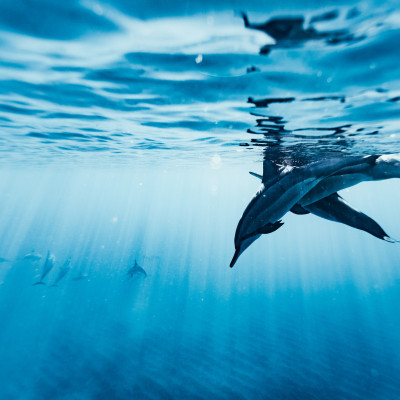 dolphin-cruise-image